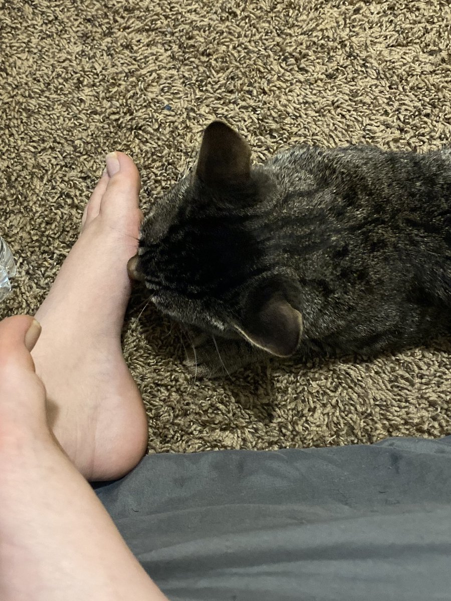 spiceytoebean's tweet photo. The rest of the pictures 🥺 we are touching toebeans 😭 https://t.co/fURlnyZ3gX