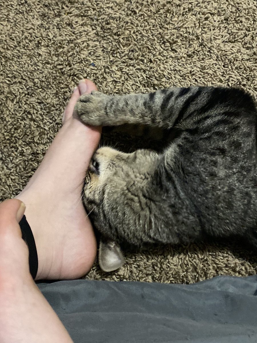 spiceytoebean's tweet photo. The rest of the pictures 🥺 we are touching toebeans 😭 https://t.co/fURlnyZ3gX
