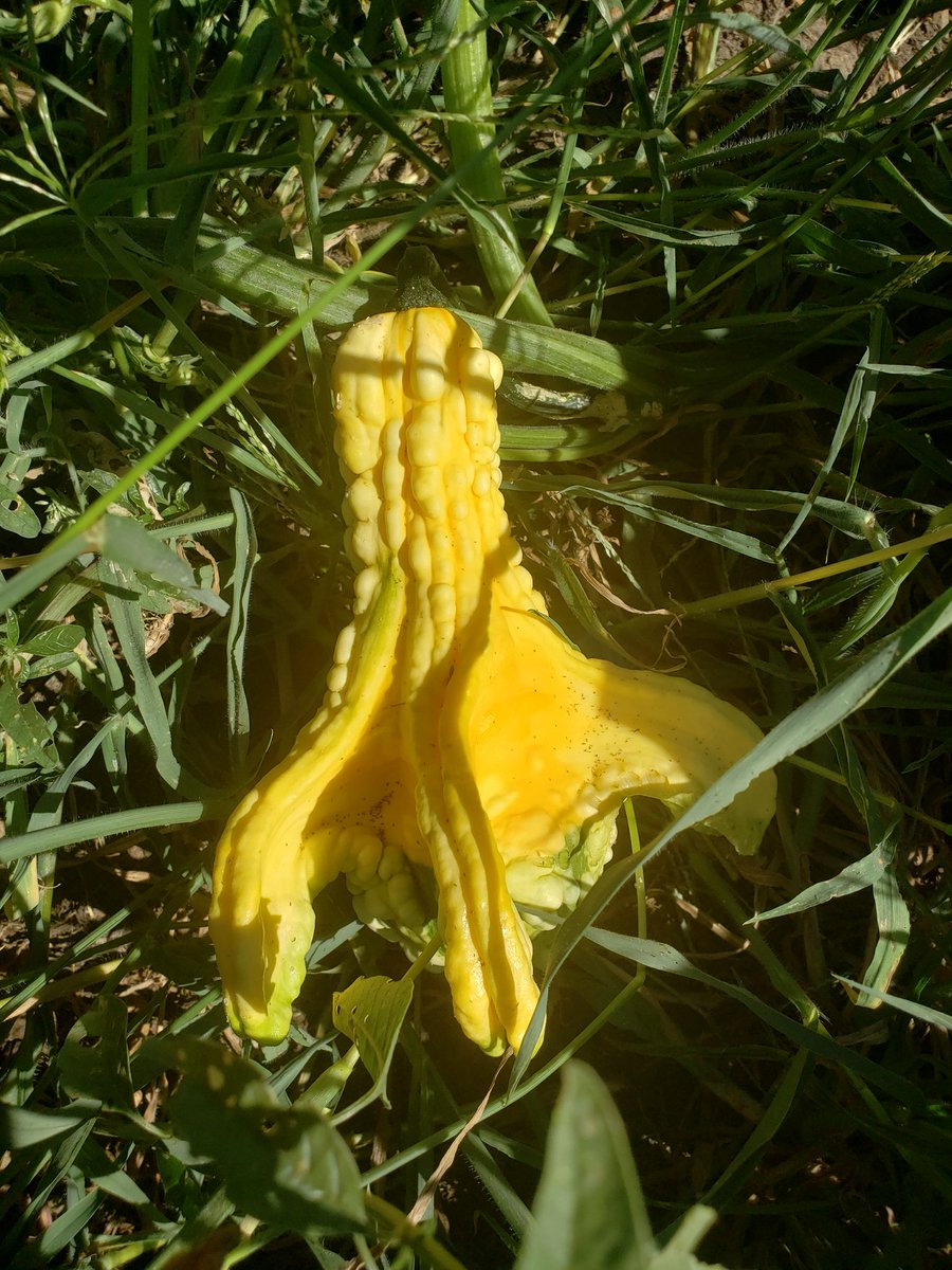 crazpumpkins's tweet photo. Cool surprises in the patch today coming to a stand near you! https://t.co/kxFuDShY2n