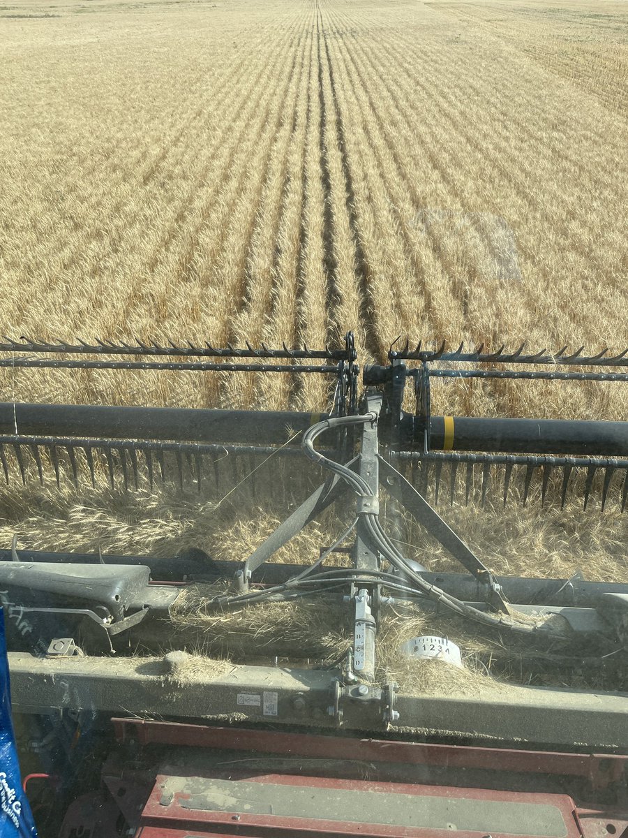 AAC Tisdale is not disappointing!!  #springwheat