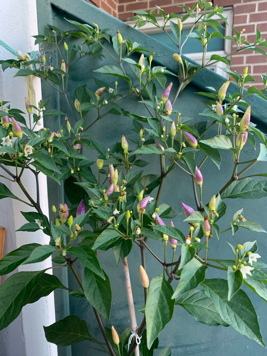 Capsaicin loving Twitterverse. What is this plant? I put one in my mouth and it was potent.