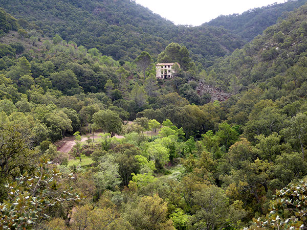 En risc el paratge de la Mosquera, un dels boscos de sureres més important d'Europa. Esperem que es salve, pel bé de tots #IFAzuébar