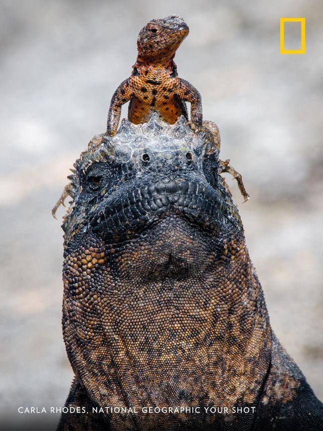 National Geographic tweet media