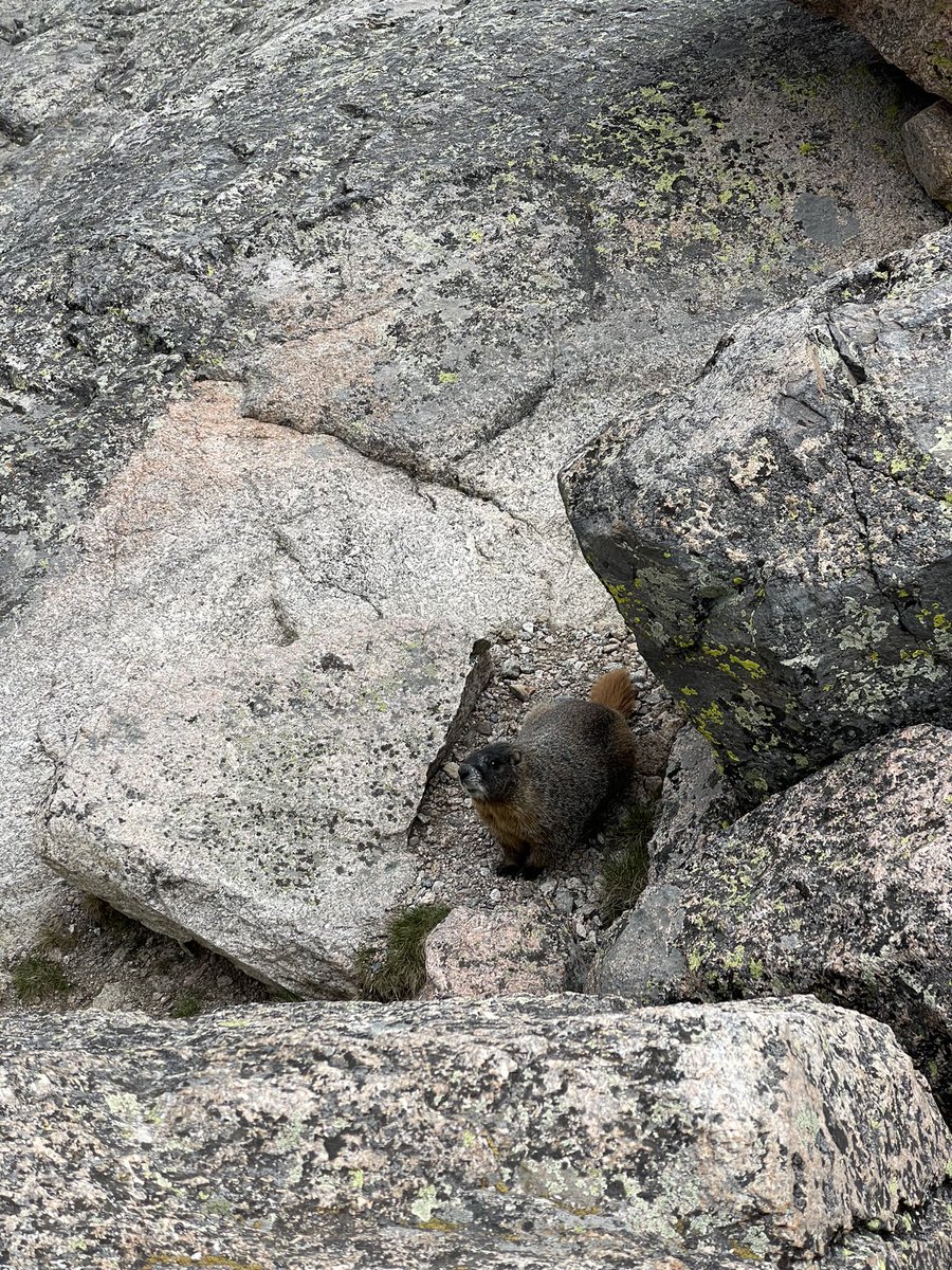 pop_commentary's tweet photo. Trekked up to #ChasmLake in Rocky Mountain National Park today and it was probably the most rewarding hike I’ve done. Also, met a furry friend! https://t.co/HsxiMb71cy