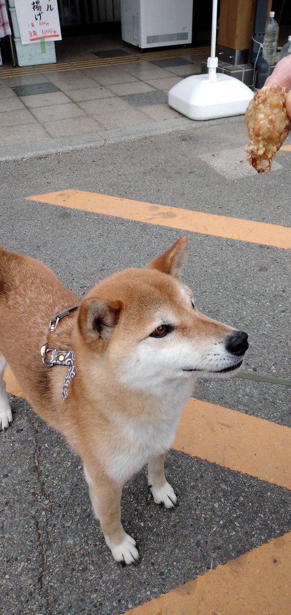 kuromame_shiba's tweet photo. ＃剛ちゃんのルーティン
ボクのお誕生日
8年前ペットショップで5カ月でSaleされてたボクをオカンが見つけてくれて家族にしてくれた💘オカンは毎晩、マッサージしてくれて、長生きし～や、おやすみ、また明日といってくれる、これからもよろしくデス💖🎉🎉🎉 https://t.co/xcZBq544G0