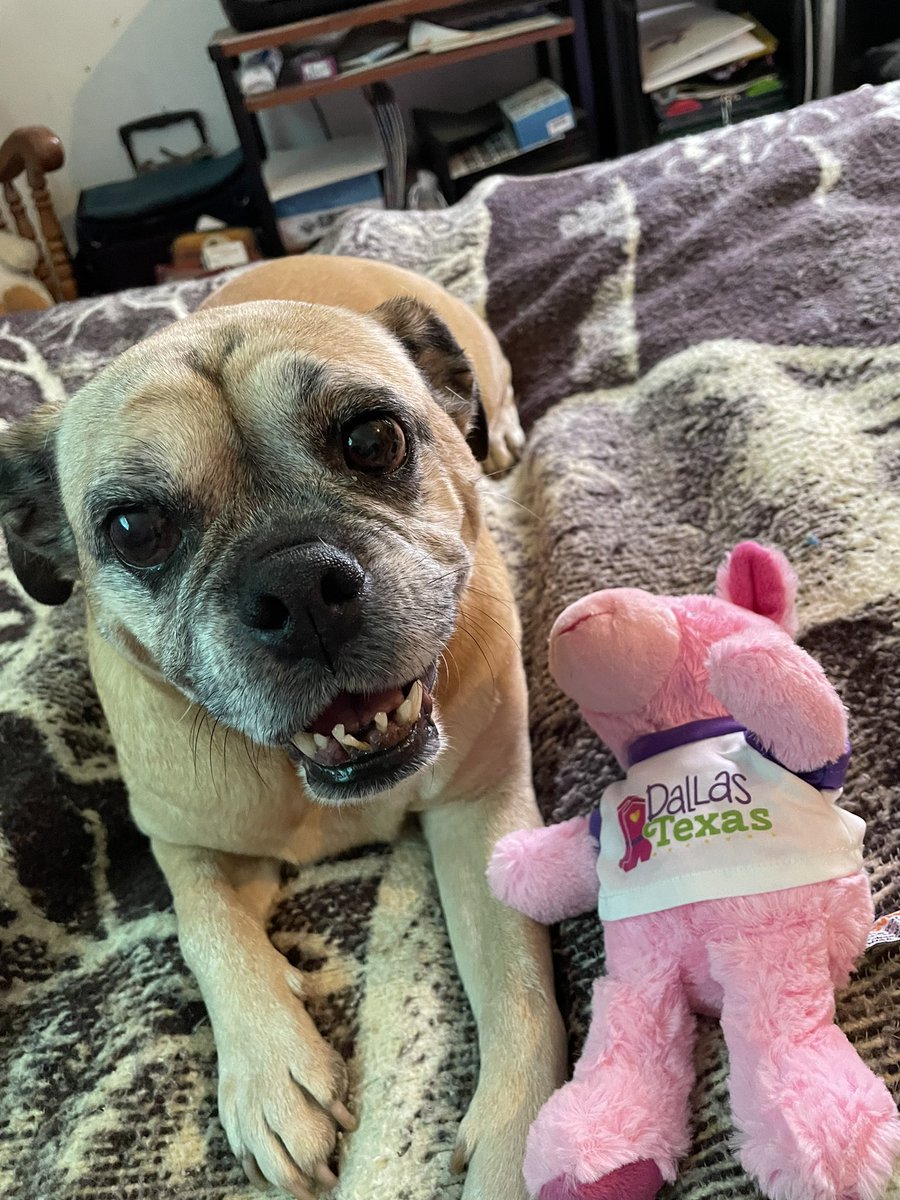 EvaV125513's tweet photo. Today is 3 months since I adopted my Peach. She has brought me so much joy and laughter during a very difficult year of sadness. Love you so much my Peachy Poo ❤️ https://t.co/1IUiv2YPbm