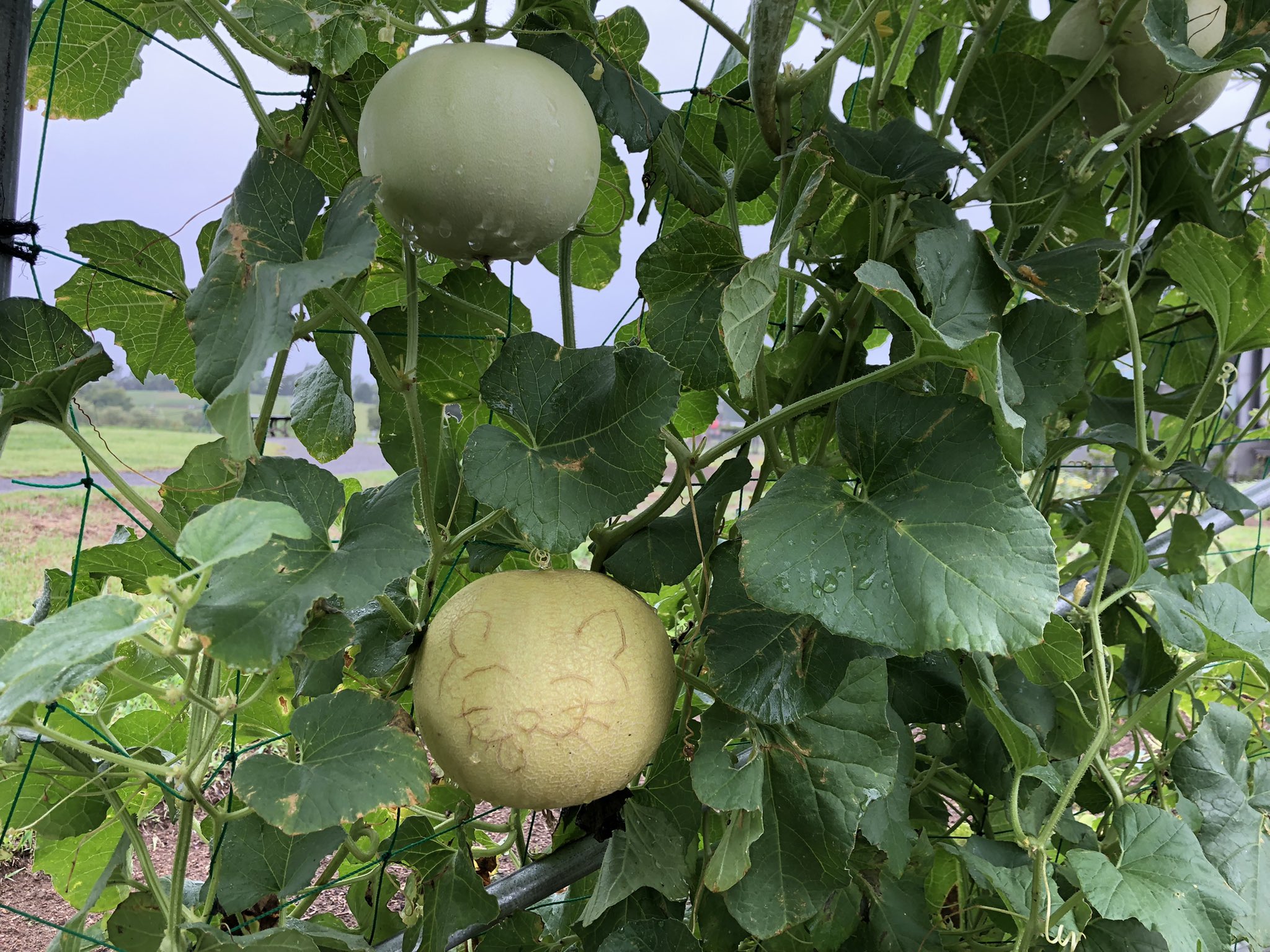 国営越後丘陵公園 公式 花の丘一角のベジタブルガーデンでは 色んな野菜 果物が実っています メロン スイカ カボチャ 豆 ズッキーニ ウリなど 普段スーパーで見かける野菜がどんな様子で生えているか 意外と知らないかも 水遊び広場のすぐ近く