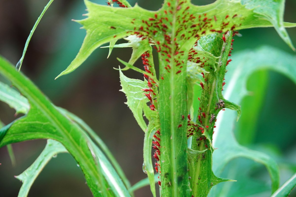 セイタカアワダチソウヒゲナガアブラムシ Twitter Search Twitter