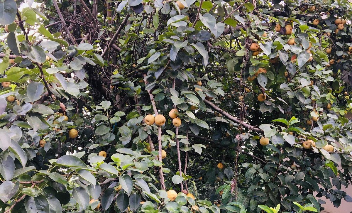 SKVlogging's tweet photo. Good Morning #ktm
#naturebeauty #chill😁😁
#ktmtour #fullmasti👊👊
Today Plan #visit चागुनारायण मन्दिर😎😎
#SKVlogging #chagunarayanmandir 

@TechSanjayKumar @SKVlogging @HamroSunsari @kamalba12922225 https://t.co/gZEcDmoGo1