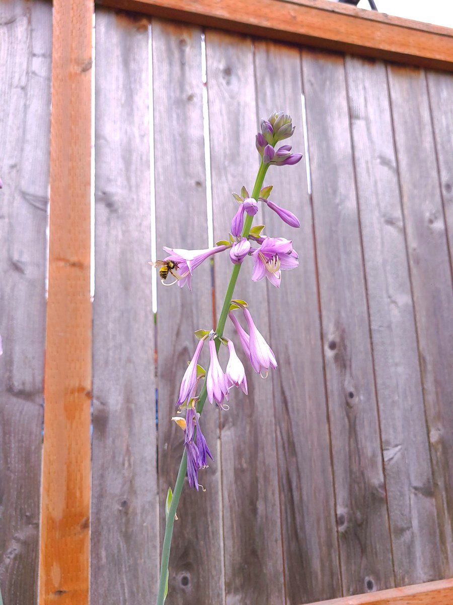 LovelyEarthS's tweet photo. The hosta flowers are always calling the bumblebees. All sorts of bees and hummingbirds love the nectar of this plant.
#HostaFlowers #Bumblebee #BeeFlowers #HummingbirdFlowers #LovelyEarthSociety https://t.co/00v3FwwSAG