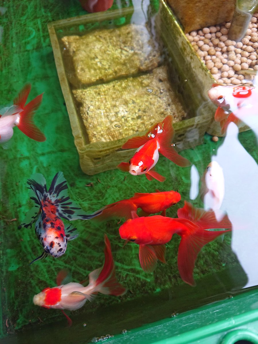 ট ইট র 美華月 金魚かなり赤くなってきた 日光にもよく当たってるし色揚げ飼料とアオウキクサもあげてる効果出てきたかな サファイア系メダカ も稚魚3ペアで始めました 青が綺麗 ট ইট র 美華月 金魚かなり赤くなってきた 日光にもよく当たってるし色揚げ飼料とアオウキクサもあげてる効果出てきたかな サファイア系メダカ も稚魚3ペアで始めました 青が綺麗