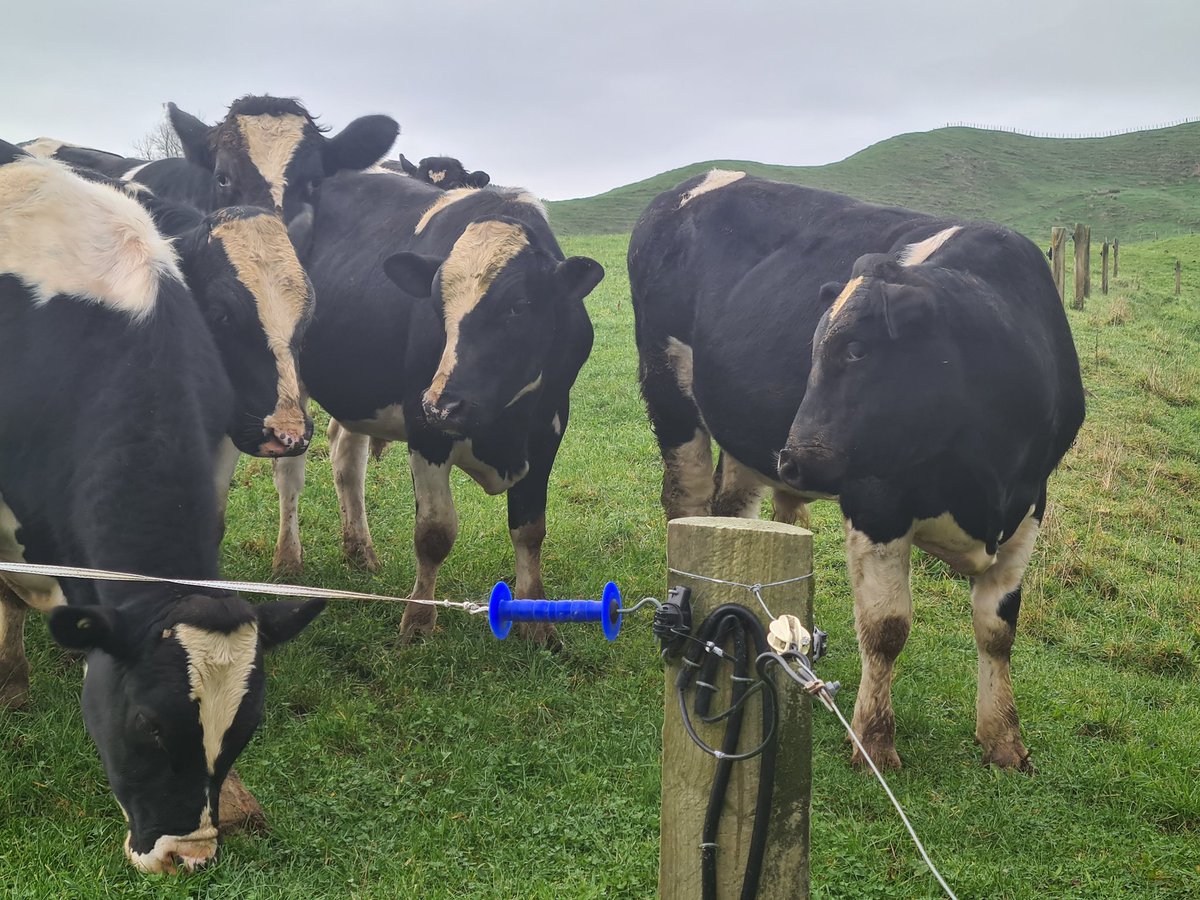 Sun breaks through finally... briefly. 
Ewes all to their lambing paddocks by the end of the week. 
Big job sorting out different breeds, ages, &amp; stages of pregnancy to all get to the right place.