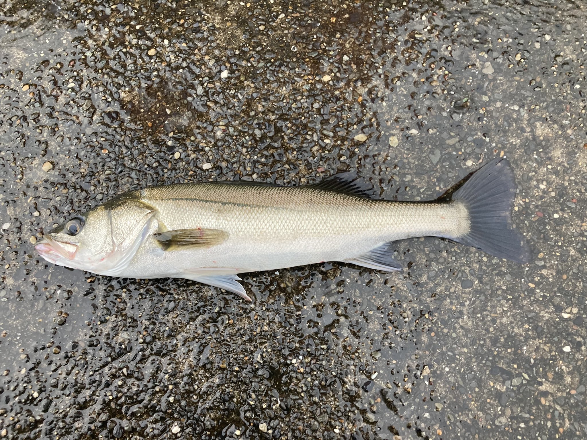 Kentaro M 土砂降りの川崎新堤 シーバス2キャッチ 48 と50 朝イチの1時間だけ 寒かった T Co Nqa1der2ta Twitter