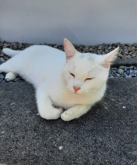 🔴 VERMIST: KAT JAPIE (chip)
ex-kater, wit (grijze vlekje op kop)
#GROESBEEK #GE Kranenburgsestraat
#DHver 2/8/21 facebook.com/DeHerenigingGe…