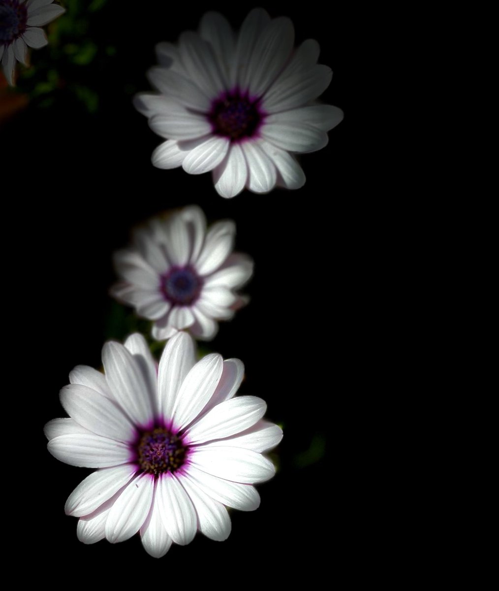 FredvanderKloor's tweet photo. #Garden #flowers #NaturePhotography https://t.co/Cmvxs4TfEh