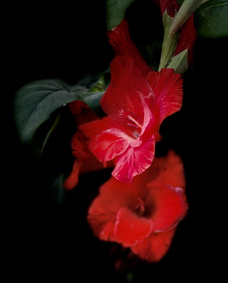 FredvanderKloor's tweet photo. #Garden #flowers #NaturePhotography https://t.co/Cmvxs4TfEh