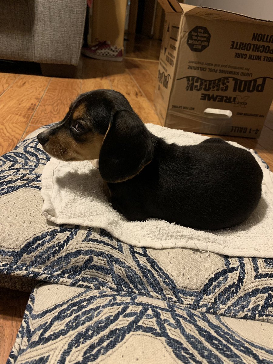 Ijacobo18's tweet photo. Newest edition to our family!!! Draco!!! https://t.co/1KcCH6TOOj