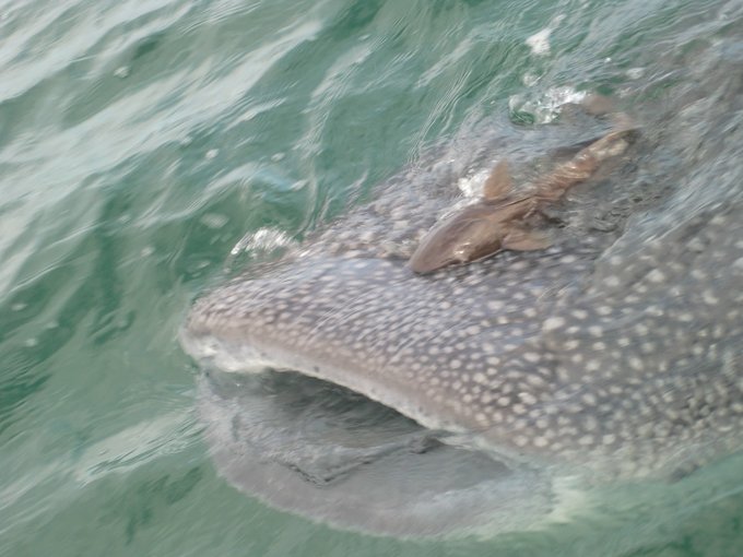 ジンベイザメのtwitterイラスト検索結果 ジンベイザメのtwitterイラスト検索結果