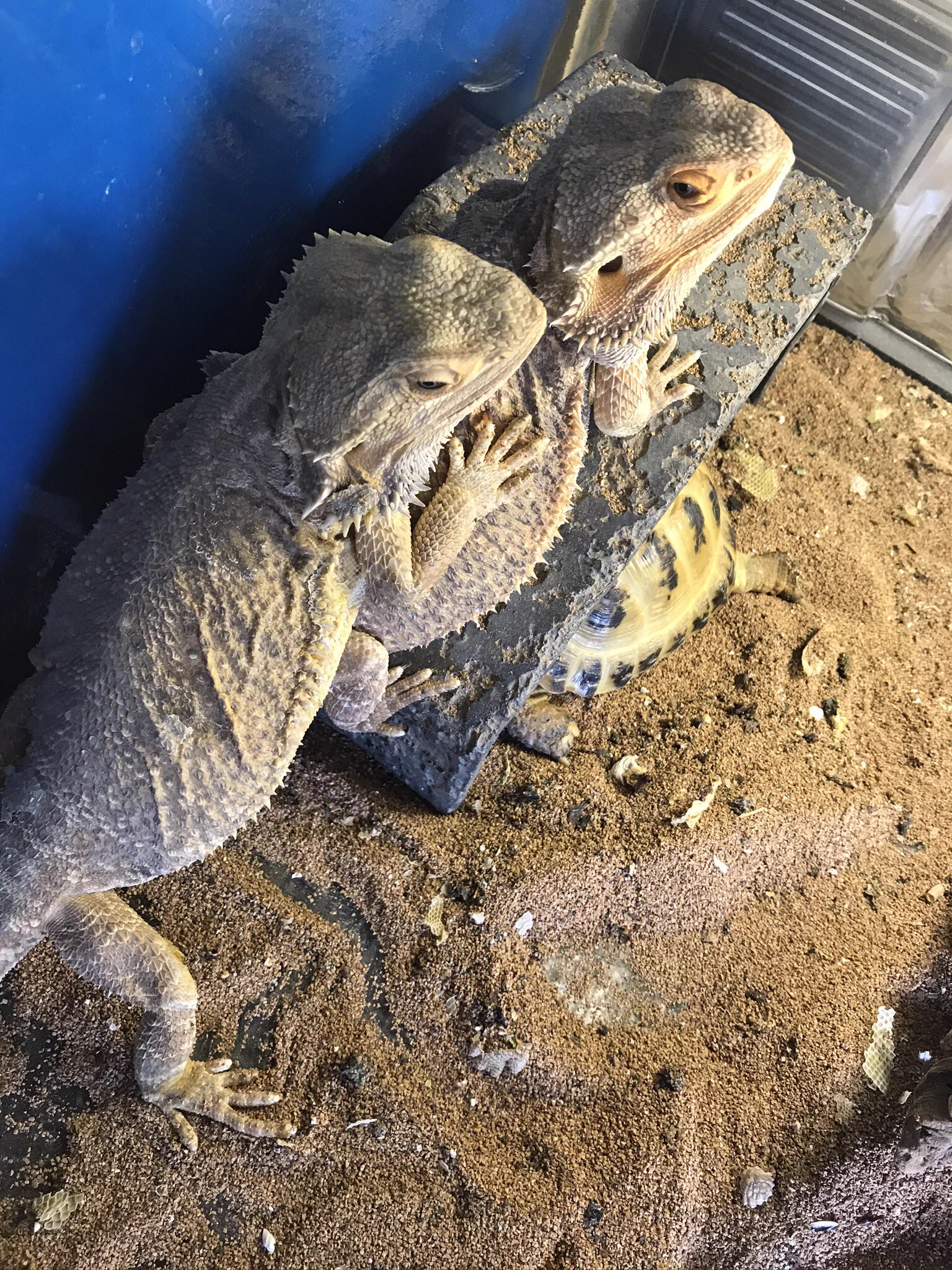 @souichikataoka @bb76305427 爬虫類や虫も？いいんですか？ 