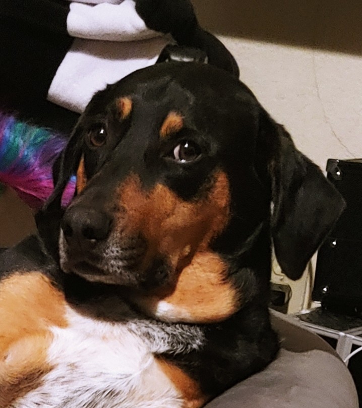 solid6ixx's tweet photo. Things my dog eats: Part One

A lightbulb. (It was plastic, she's fine.) Note the bone RIGHT NEXT TO IT. #houndsoftwitter #chewing #DogsofTwittter #doggo https://t.co/aXuJsy1q4A