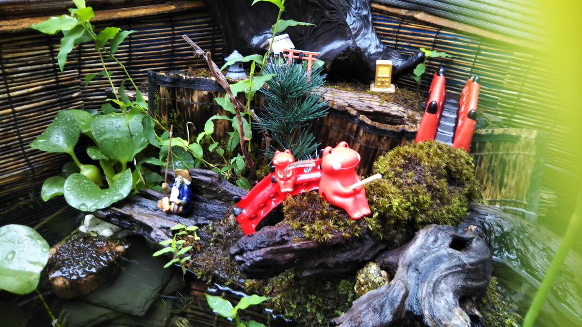 Iwashiizum ついに 親ガエルがガチャガチャに登場したので思わず購入 たまたま同じ色で良かったです いい感じのサイズ 隣の釣り爺さんもびっくりじゃ 私のビオトープ記録 アクセサリー グッズ フィギュア ガチャガチャ メダカ 金魚