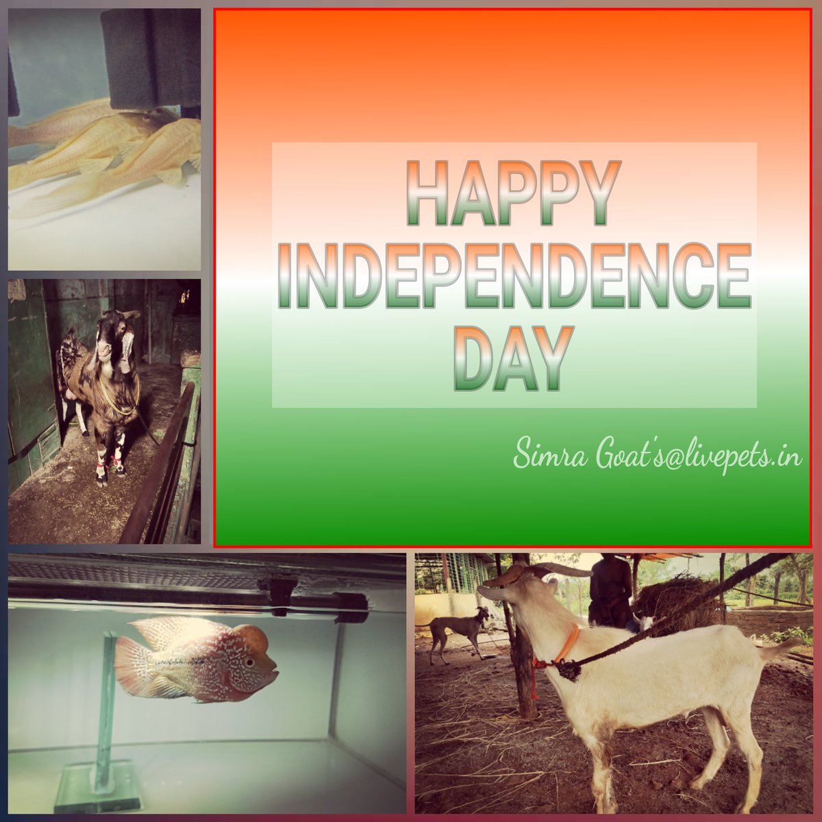 LivepetsIn1's tweet photo. Wishing you all "Happy Independence Day".

#livepets #instagram #simragoats #independenceday #livefish #bakra #india #15august #fishlover #bakralover https://t.co/xc1AP99ZJG