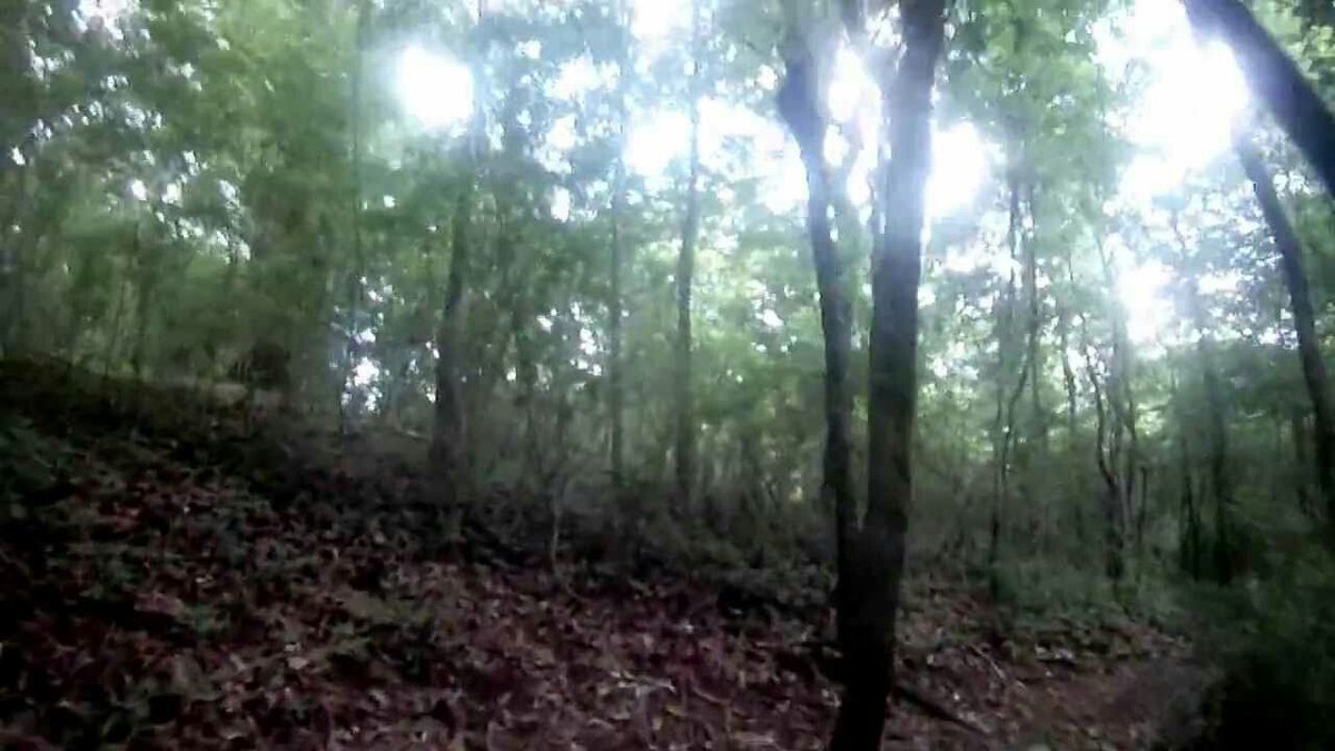 InvasiveEnigma's tweet image. Rather than simply following the orders of a 'clown', The Operator transports and abandons Jeff in the middle of the woodland section of Rosswood Park.