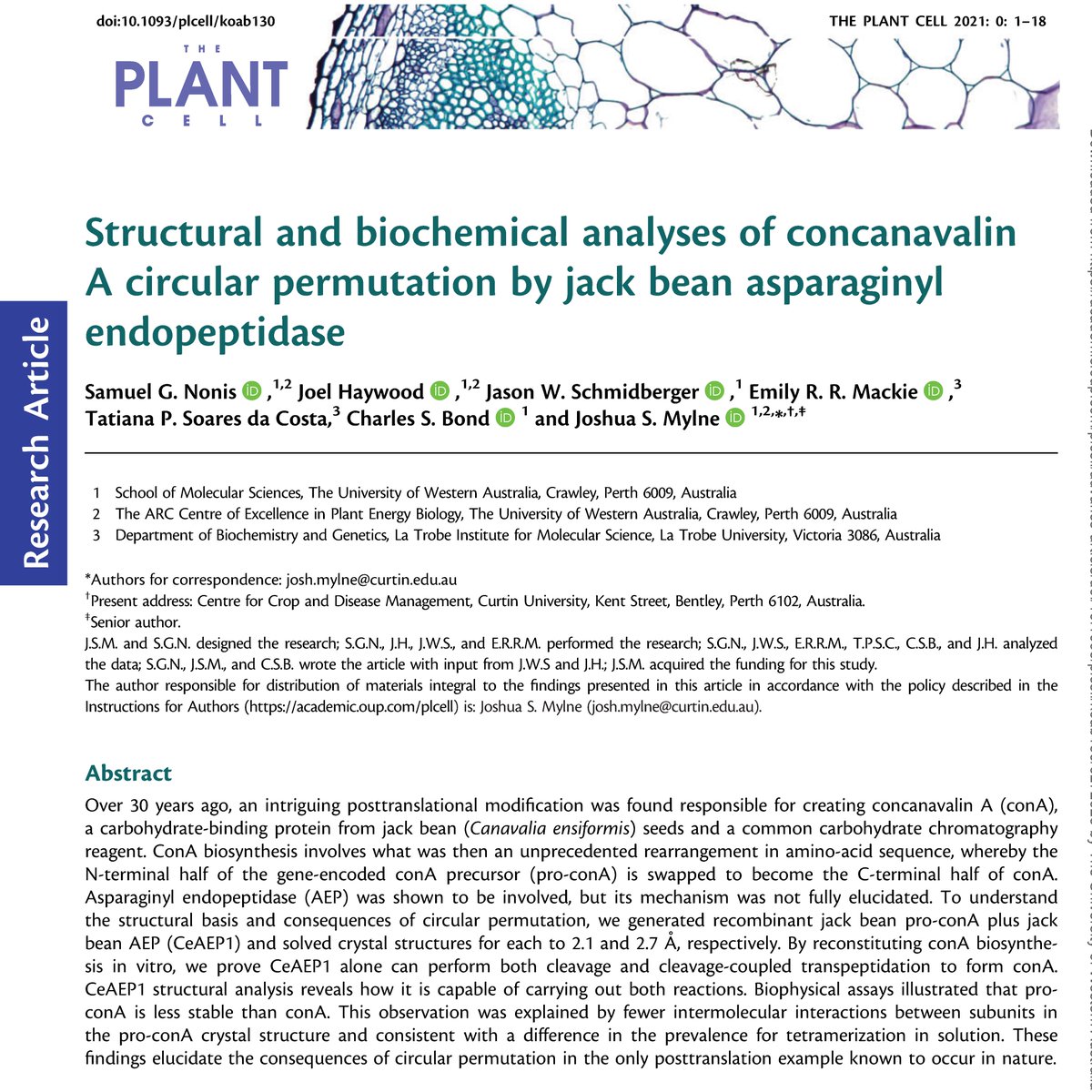 j_mylne's tweet photo. This has been online a while at @biorxivpreprint and at @ThePlantCell, but only recently came out in tree-friendly form https://t.co/idUGjsf0Jq
After 40+ years, the carbohydrate-binder 'conA' remains a freak of nature being a protein circularly permuted post-translation ... 1/4 https://t.co/wh9oPpdYga