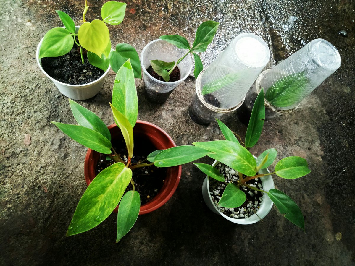 boilitro20's tweet photo. sunday plant day🌱
#potsession #repot #plants #plantparents #plantsmakepeoplehappy https://t.co/pAPJRYPc9v