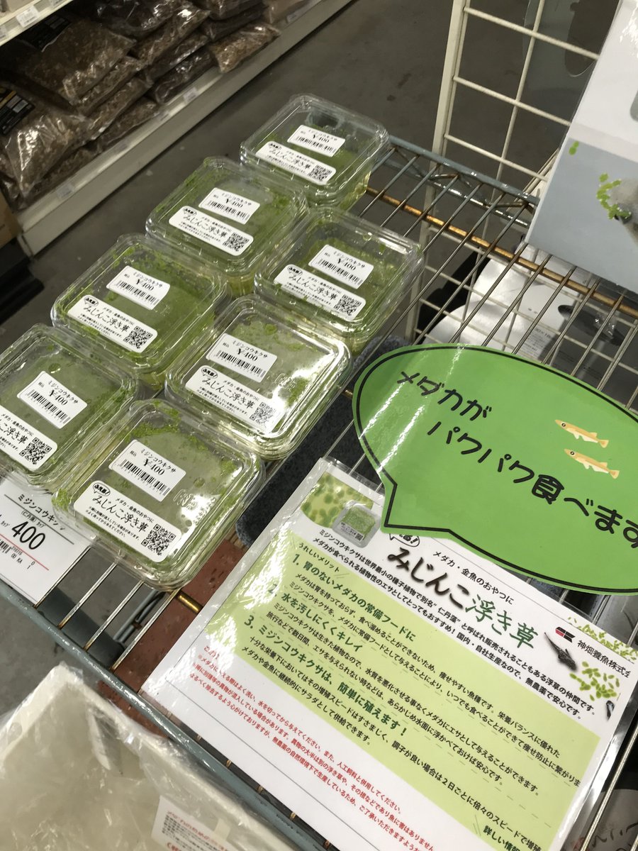 市ヶ谷フィッシュセンター メダカ めだかのおやつにおススメ みじんこ浮き草のご案内です 胃の無いメダカの常備フードに 水面に浮かべれば いつでも食べれるのでメダカの痩せ防止になります 楽しいくらい パクパク食べますよ 市ヶ谷フィッシュセンター メダカ めだかのおやつにおススメ みじんこ浮き草のご案内です 胃の無いメダカの常備フードに 水面に浮かべれば いつでも食べれるのでメダカの痩せ防止になります 楽しいくらい パクパク食べますよ