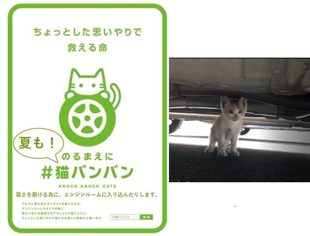 Goldsilver 先日 エンジンルームに入り込んだ子猫を救出しにいきました 猛暑日だったのですが 車 の下をのぞき込むために腹ばいになったら暑いというより熱い 車の下は日に焼かれていない分まだ涼しくて 子猫も入りたくなると実感しました 夏も Goldsilver 先日 エンジンルームに入り込んだ子猫を救出しにいきました 猛暑日だったのですが 車 の下をのぞき込むために腹ばいになったら暑いというより熱い 車の下は日に焼かれていない分まだ涼しくて 子猫も入りたくなると実感しました 夏も