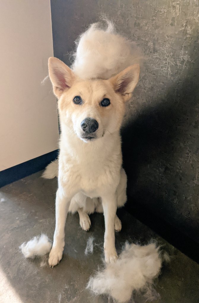 わたあめ犬 Twitter Search Twitter わたあめ犬 Twitter Search Twitter