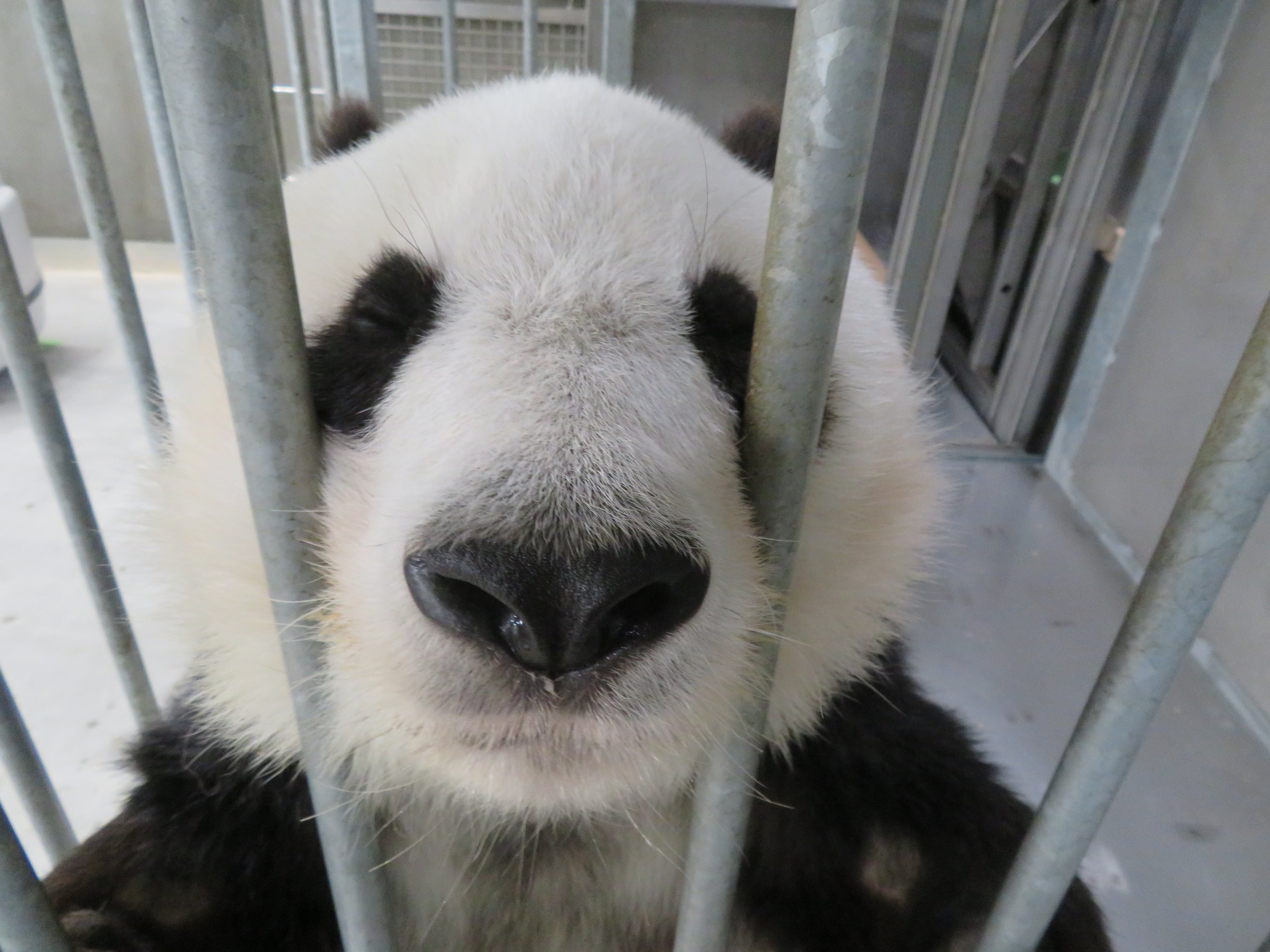 王子動物園 パンダプラザ | ◇◇パンダプラザ新商品販売の