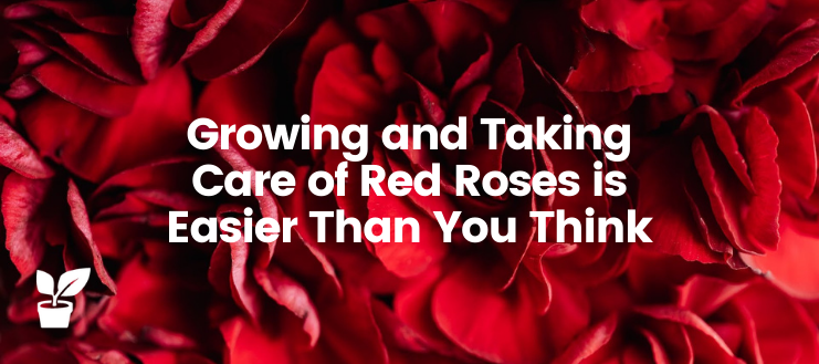Growing and Taking Care of Red Roses is Easier Than You Think.

irrigationsuppliesstore.com/red-roses/

#redroses #beautifulredroses #redroseflower #roseflower #rosesgarden #gardening #garden #GardeningTwitter #roses #GardenersWorld #Flowers #flowerknows #gardendecor