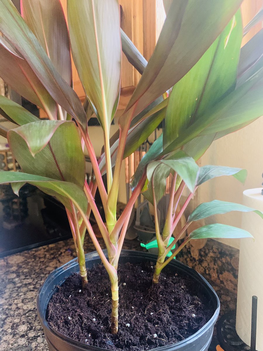 SpeshalKPlants's tweet photo. Bathing this beauty 😍 #Cordyline #TiPlant 💚🪴💚 #Houseplants https://t.co/c91uLYg6sf