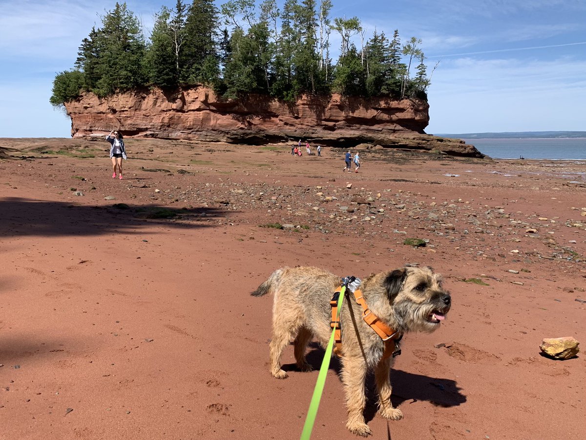 Hubble_BTerrier's tweet image. Today we visited #BurntcoatHeadPark, home to the world&apos;s highest tides, to walk on the ocean floor. 😃 #BTPosse #Hubblecam
