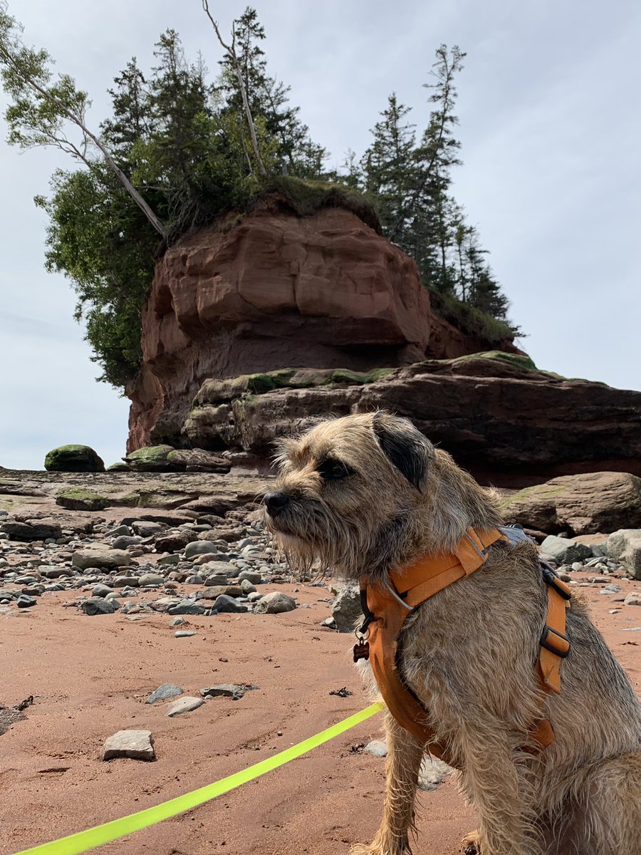 Hubble_BTerrier's tweet image. Today we visited #BurntcoatHeadPark, home to the world&apos;s highest tides, to walk on the ocean floor. 😃 #BTPosse #Hubblecam