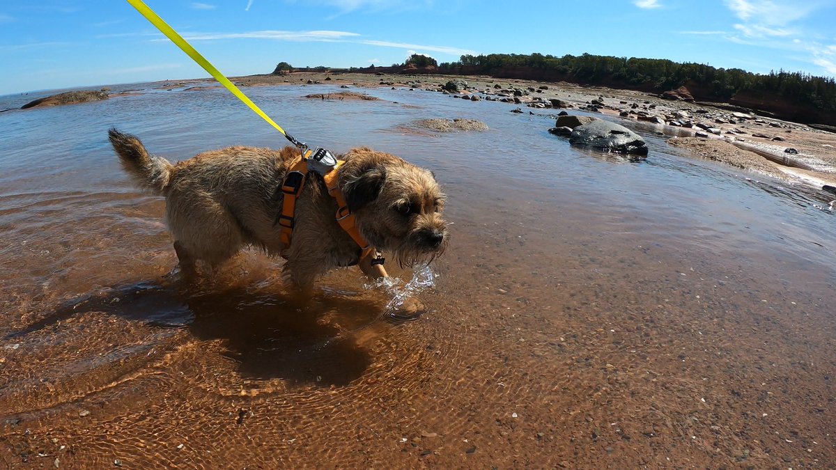 Hubble_BTerrier's tweet image. Today we visited #BurntcoatHeadPark, home to the world&apos;s highest tides, to walk on the ocean floor. 😃 #BTPosse #Hubblecam