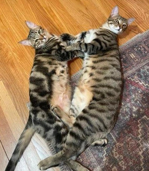 After loosing Kitty almost 2yrs ago, I knew it would take me a while to feline again. But the time has<a href="/tag/littleshopofwhores"class="tags"><span>#littleshopofwhores</span></a>