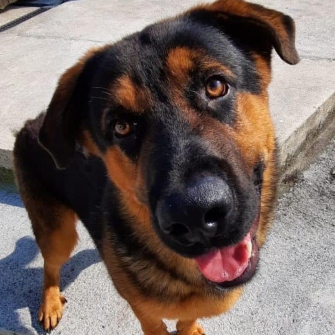 MADRADogRescue's tweet image. Amigo is looking for a foster home. 

Amigo is 10 months old, and has lived in the one place all his life, which is why coming into kennels is so upsetting for him.

Full bio⤵️ 
madra.ie/dog-profile/?a…

#MADRA #fosterfirst