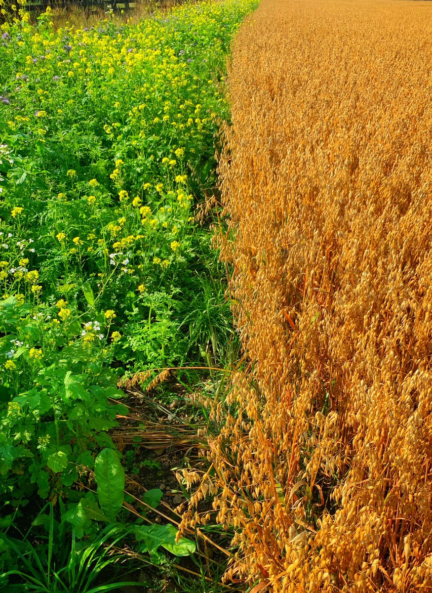 As the harvest <a href="/PearseWhiskey/">Pearse Lyons Irish Whiskey</a> came to successful fruition we were delighted to see a thriving community of insects and bees. These pollinator strips that surround the Barley and Oat fields is a lovely contribution to the growing and widely accepted All-Ireland pollinator plan
