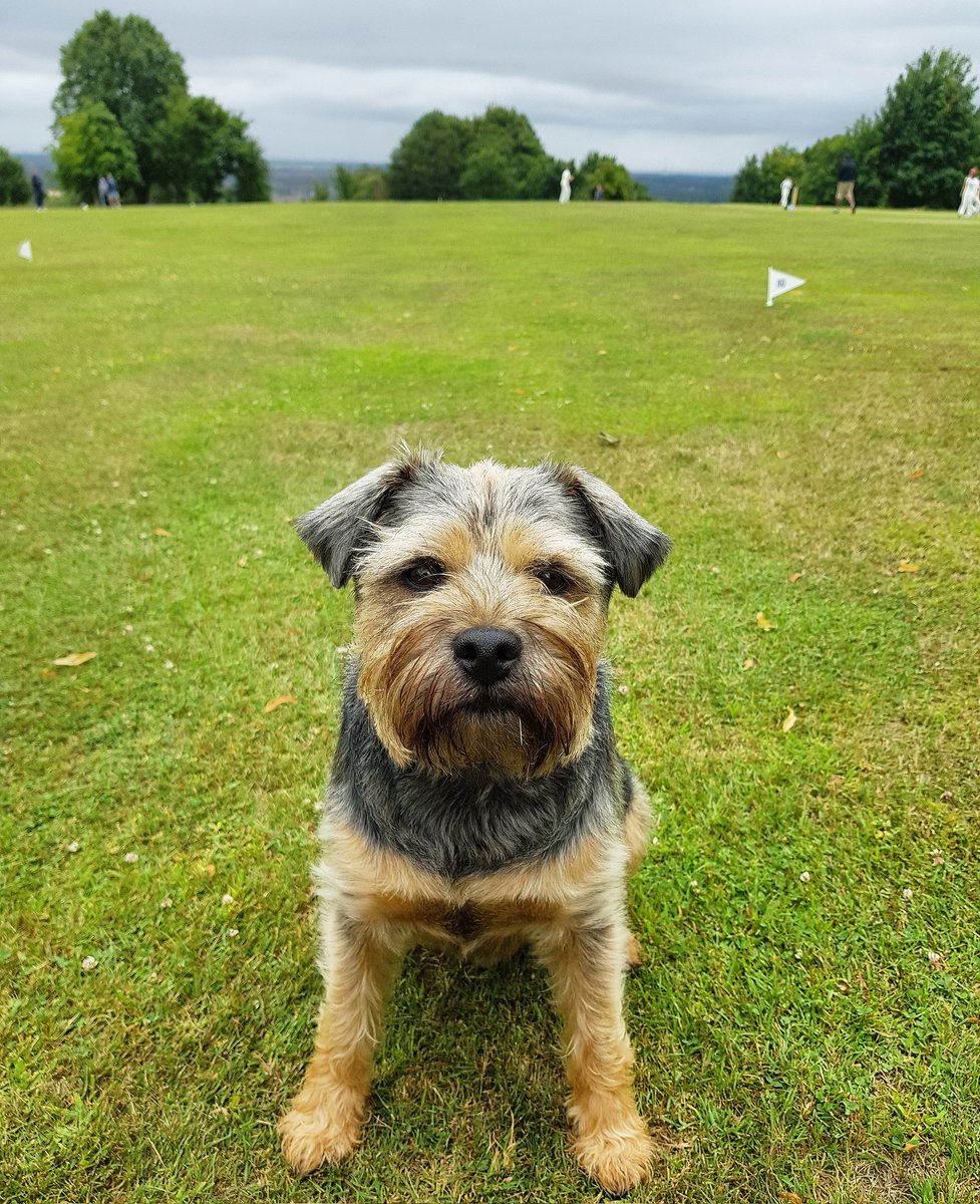 Rocket supporting <a href="/MaldonCC/">Maldon Cricket Club</a> u11s <a href="/dogsatcricket/">Dogs at Cricket Grounds</a>