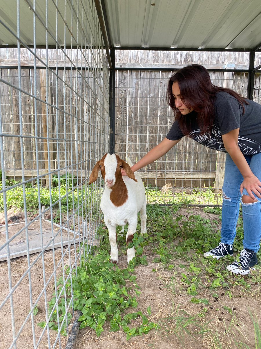 New member Alessia is all smiles today!!!! Today she picked up her goat for the coming show season. <a href="/FfaMemorial/">Memorial_FFA</a> is looking forward to a great year &amp; full show barn. <a href="/McAllenISDCTE/">McAllen ISD CTE</a> <a href="/McAllenISD/">McAllen ISD</a> <a href="/McAllenMemorial/">Memorial High School</a>