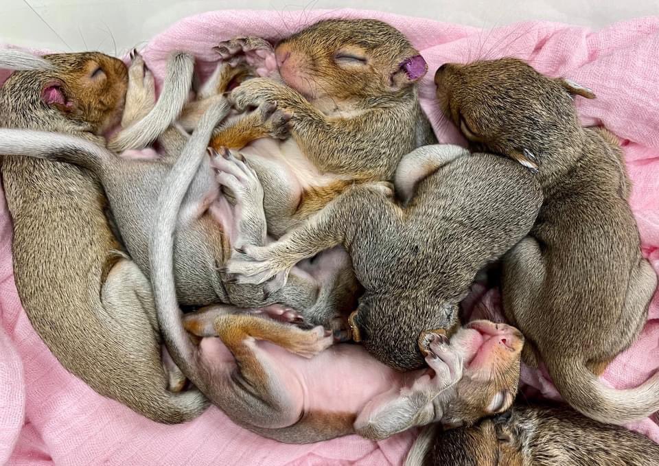 Blue Ridge Wildlife Center tweet media