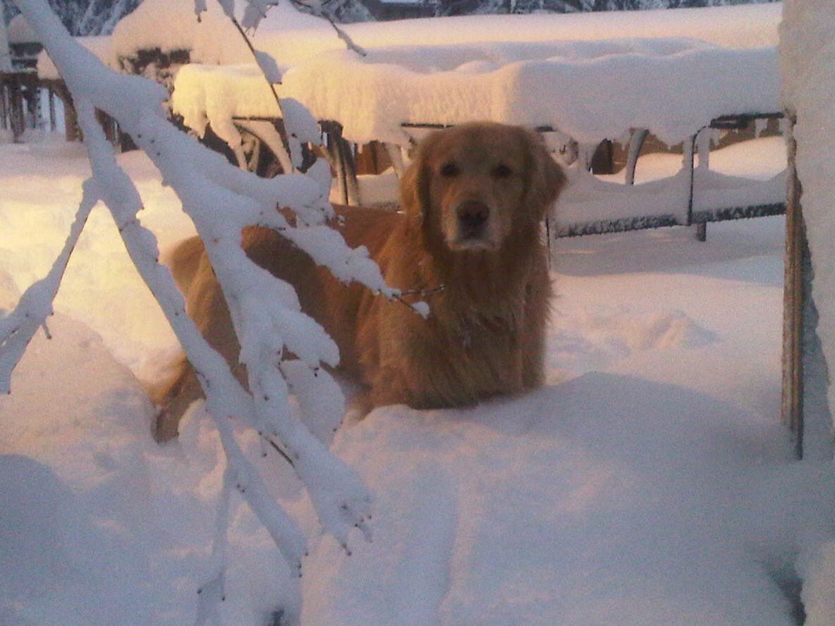headdoc03's tweet image. Keeper lived to 16+ years and was mommy’s agility partner. Polo died of cancer at 5.😢Breezy was the best mom to her five pups. Sweet Sunny loved her sock monkeys. In honor of the dogs that took a piece of mommy’s heart with them. 😢😢😢😢#RainbowBridgeRemembranceDay