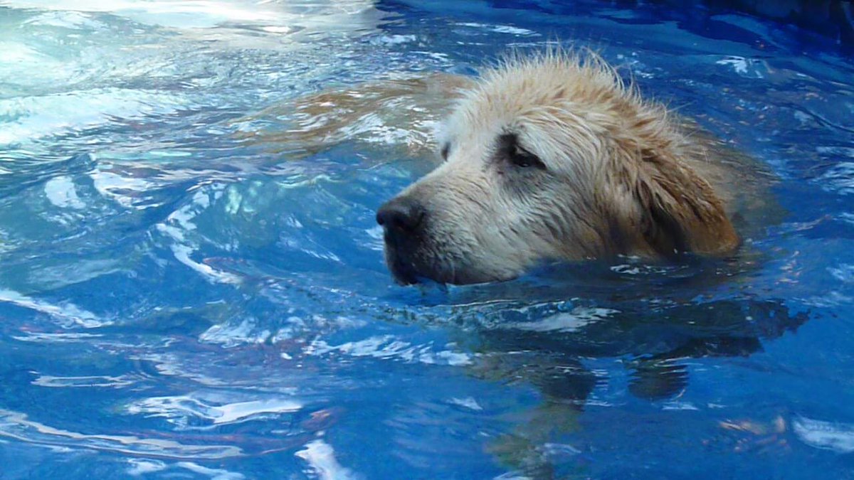 headdoc03's tweet image. Keeper lived to 16+ years and was mommy’s agility partner. Polo died of cancer at 5.😢Breezy was the best mom to her five pups. Sweet Sunny loved her sock monkeys. In honor of the dogs that took a piece of mommy’s heart with them. 😢😢😢😢#RainbowBridgeRemembranceDay