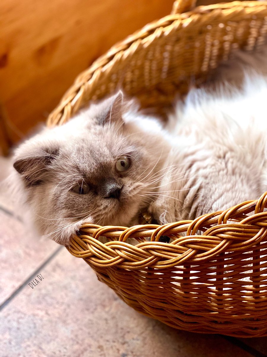 drea_dz's tweet photo. 🐈🤍

#cats #animals #CatsOfTwitter #Pets #cute #photodump #photography https://t.co/IN0OWPch2o