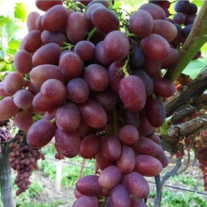 FSeedles's tweet photo. Dostlar yarın kısmet olursa ihracata #Crimsonseedles kesimi olacak. Ayrıca fırsat bulursam #üzümseverler ve #Doktorlarımızın siparişi üzerine fotolarını attığım üzümlerden keseceğim. Siparişlerinizi bağdan ayrılmadan yazınız lütfen. #Manisa #Sarıgöl #Çanakçı #beyyeri #Emcelli https://t.co/2XTra8taFA