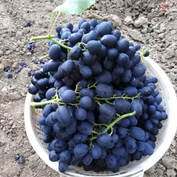 FSeedles's tweet photo. Dostlar yarın kısmet olursa ihracata #Crimsonseedles kesimi olacak. Ayrıca fırsat bulursam #üzümseverler ve #Doktorlarımızın siparişi üzerine fotolarını attığım üzümlerden keseceğim. Siparişlerinizi bağdan ayrılmadan yazınız lütfen. #Manisa #Sarıgöl #Çanakçı #beyyeri #Emcelli https://t.co/2XTra8taFA