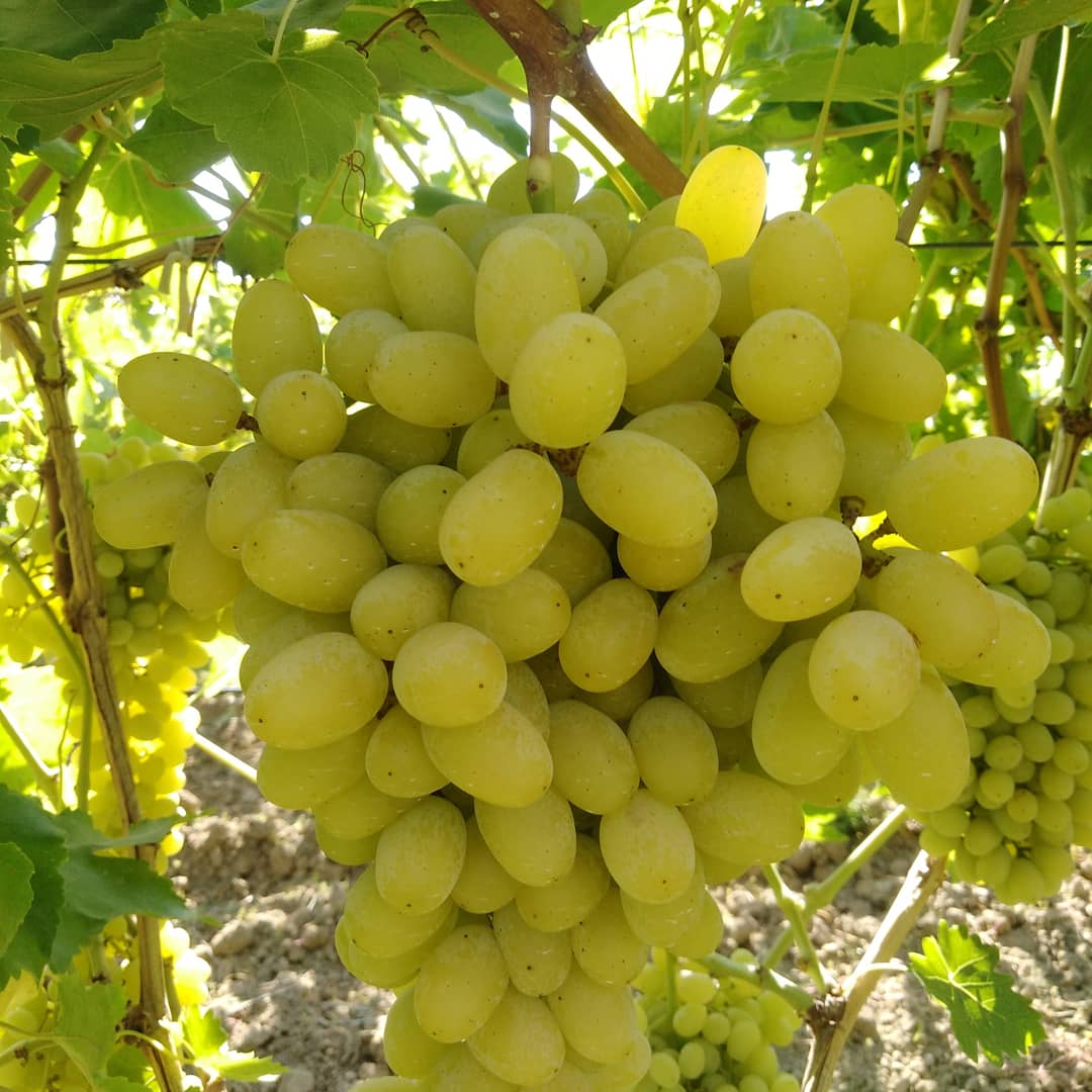 FSeedles's tweet photo. Dostlar yarın kısmet olursa ihracata #Crimsonseedles kesimi olacak. Ayrıca fırsat bulursam #üzümseverler ve #Doktorlarımızın siparişi üzerine fotolarını attığım üzümlerden keseceğim. Siparişlerinizi bağdan ayrılmadan yazınız lütfen. #Manisa #Sarıgöl #Çanakçı #beyyeri #Emcelli https://t.co/2XTra8taFA